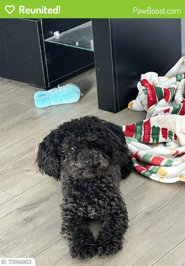 Reunited Female Dog last seen Near N Oak Park St, Visalia, CA 93291, USA, Visalia, CA 93291