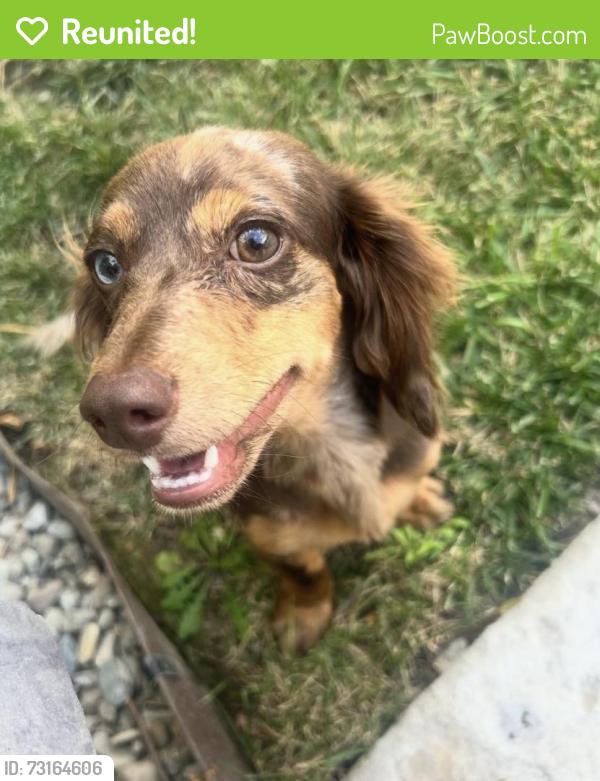 Reunited Female Dog last seen Near N Oak Park St, Visalia, CA 93291, USA, Visalia, CA 93291