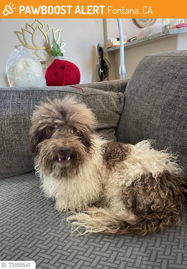 Found/Stray Male Dog last seen Rima ave Fontana ca, Fontana, CA 92336
