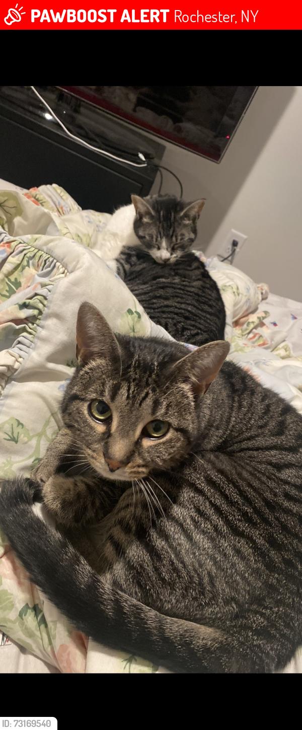 Lost Female Cat last seen Lazy creek and talon run, Rochester, NY 14612