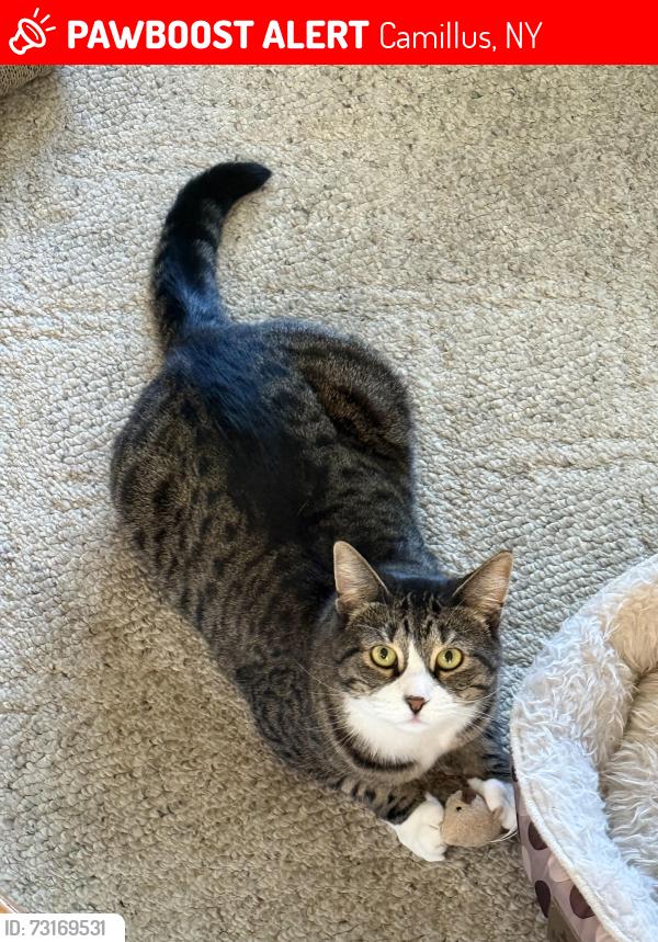 Lost Female Cat last seen Snowberry lane in Scenic Meadows in Camillus crosses on raspberry lane and rolling meadows way, Camillus, NY 13031