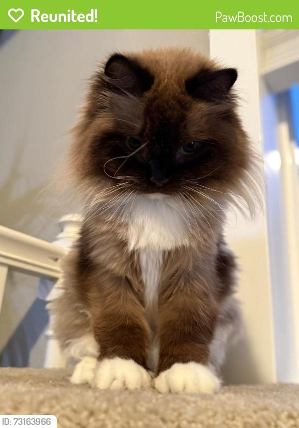 Reunited Female Cat last seen 8th Ave, Federal Way, WA 98023