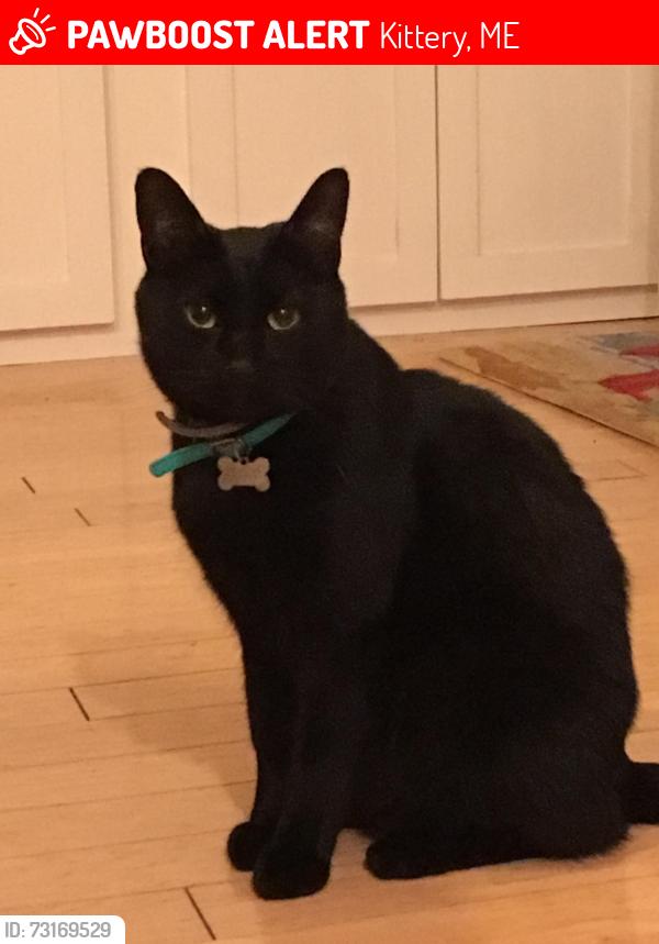 Lost Male Cat last seen Picott Road, Kittery, ME 03904