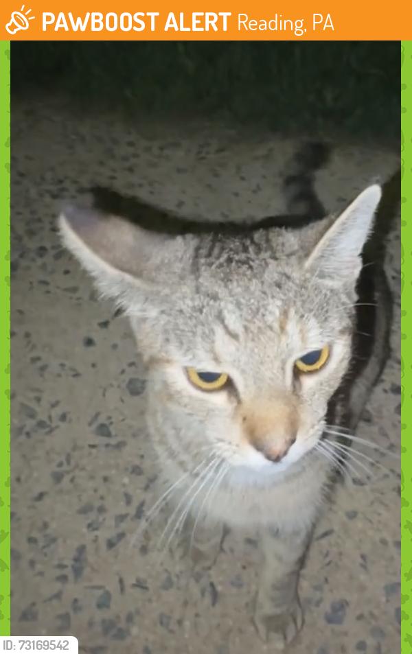 Found/Stray Female Cat last seen Scott street, Reading, PA 19611
