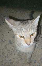 Found/Stray Female Cat last seen Scott street, Reading, PA 19611