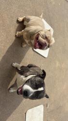 Lost Male Dog last seen Garrnet, Tulsa, OK 74129