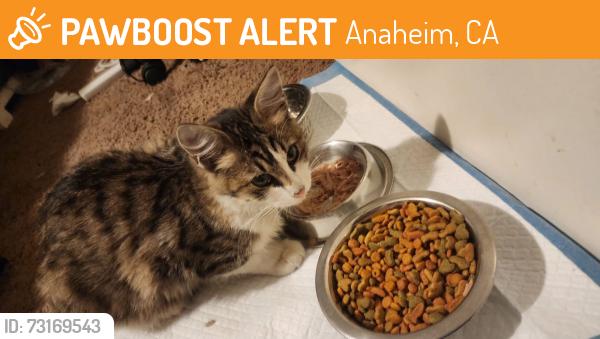 Found/Stray Female Cat last seen Back of Walmart on euclid, Anaheim, CA 92801