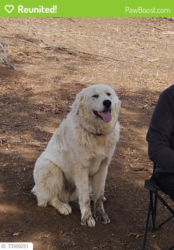 Reunited Female Dog last seen 58th Street San Diego 92115, San Diego, CA 92115