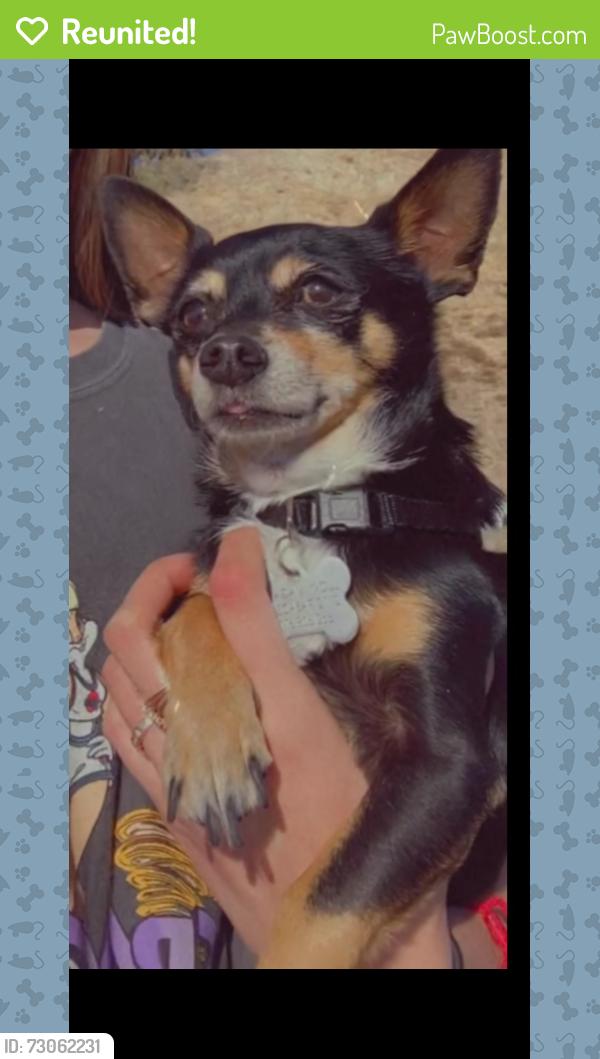 Reunited Male Dog last seen Hill St. & Atlantic, Long Beach, CA 90806