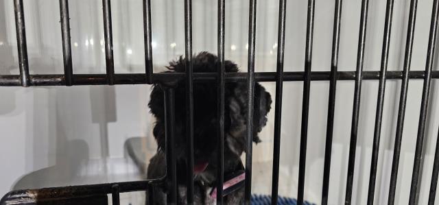 Shelter Stray Female Dog last seen Near BLOCK NAHCOLITE PT, COLORADO SPRINGS, CO, 610 Abbot Ln, Colorado Springs, CO 80905, USA