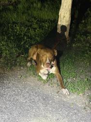 Shelter Stray Female Dog last seen Near BLOCK BANDERA, 4710 TX-151, San Antonio, TX 78227, USA