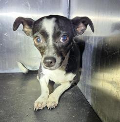 Shelter Stray Female Dog last seen Near BLOCK TORREON, 4710 TX-151, San Antonio, TX 78227, USA