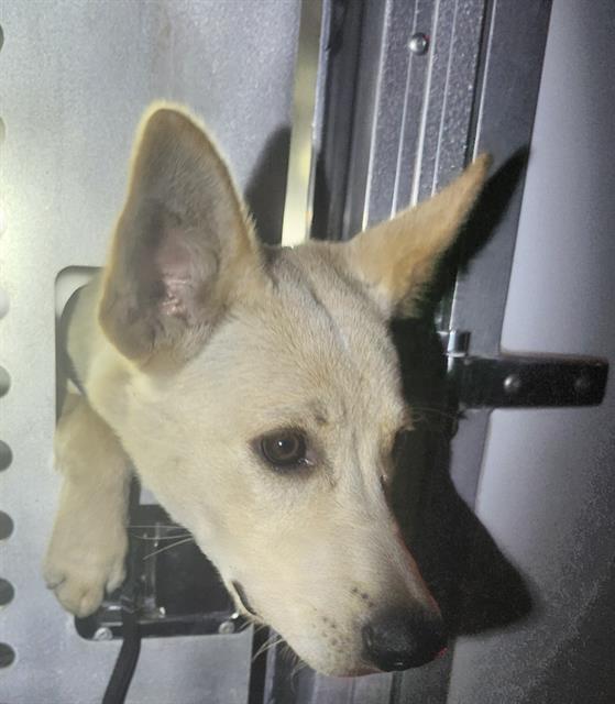 Shelter Stray Male Dog last seen Near BLOCK TORREON, 4710 TX-151, San Antonio, TX 78227, USA