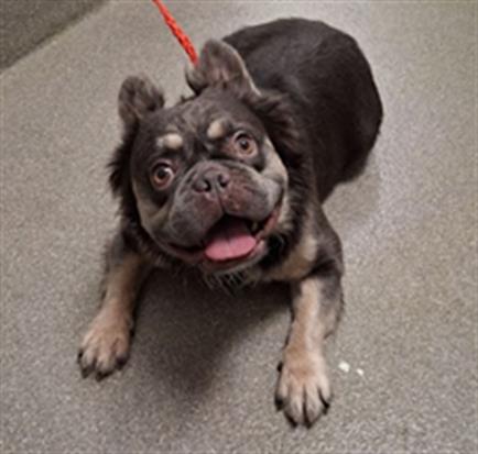Shelter Stray Male Dog last seen W CHARLESTON BLVD & S CIMARRON RD, 655 N Mojave Rd, Las Vegas, NV 89101, USA