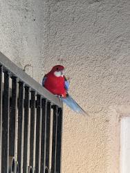 Found/Stray Unknown Bird last seen Allan and Dorchester, Los Angeles, CA 90032