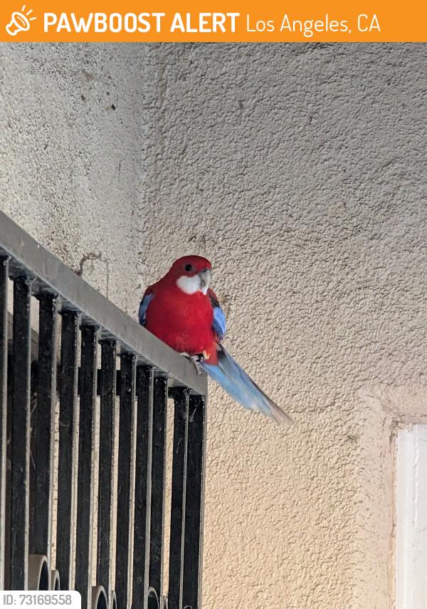 Found/Stray Unknown Bird last seen Allan and Dorchester, Los Angeles, CA 90032