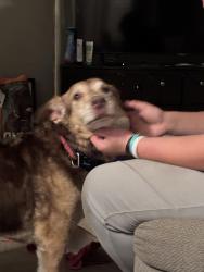 Reunited Male Dog last seen Near Hamilton rd, London, ON N5W 1B2