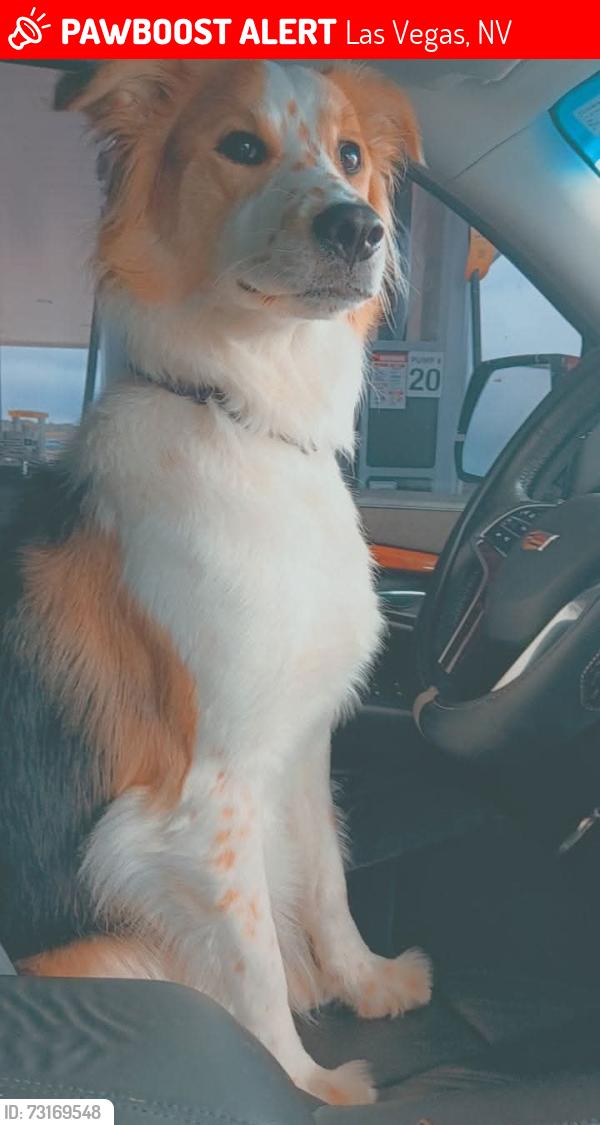 Lost Female Dog last seen Durango and El captain, Las Vegas, NV 89149