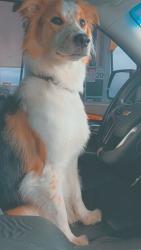 Lost Female Dog last seen Durango and El captain, Las Vegas, NV 89149