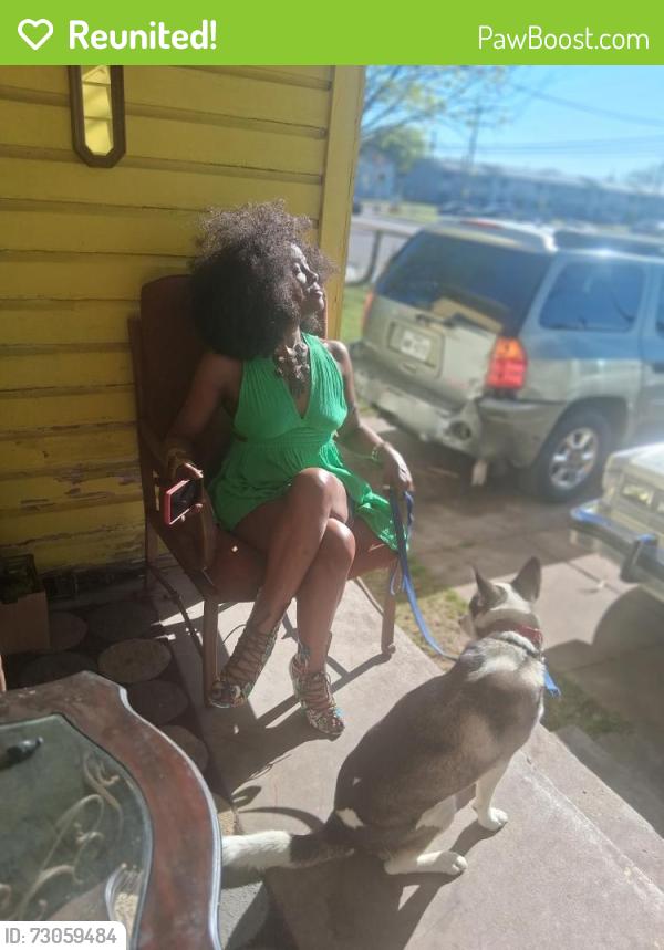 Reunited Female Dog last seen Jim Miller, Dallas, TX 75217