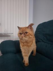 Found/Stray Unknown Cat last seen Fairview and 75th, Downers Grove, IL 60516