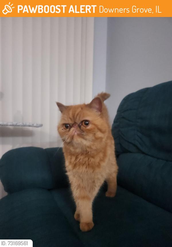 Found/Stray Unknown Cat last seen Fairview and 75th, Downers Grove, IL 60516