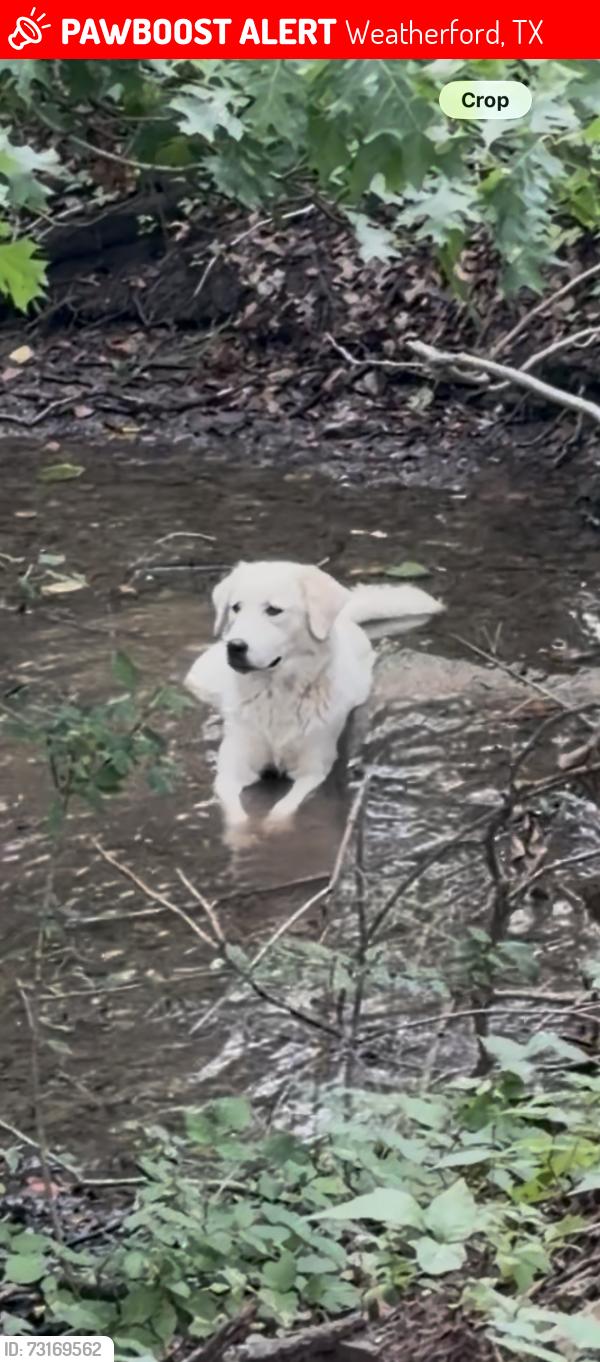 Lost Female Dog last seen Old Authon road, Weatherford, TX 76088