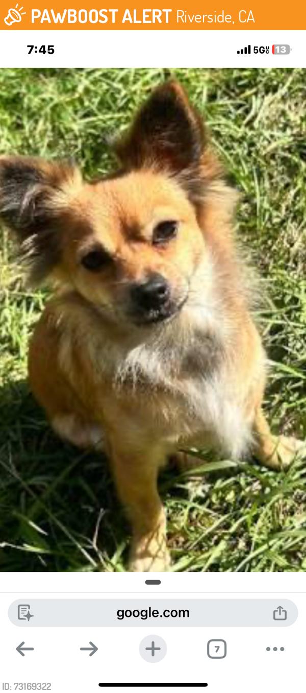 Found/Stray Unknown Dog last seen Mission and Campbell Ave Riverside ca, Riverside, CA 92505