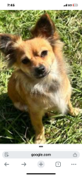Found/Stray Unknown Dog last seen Mission and Campbell Ave Riverside ca, Riverside, CA 92505