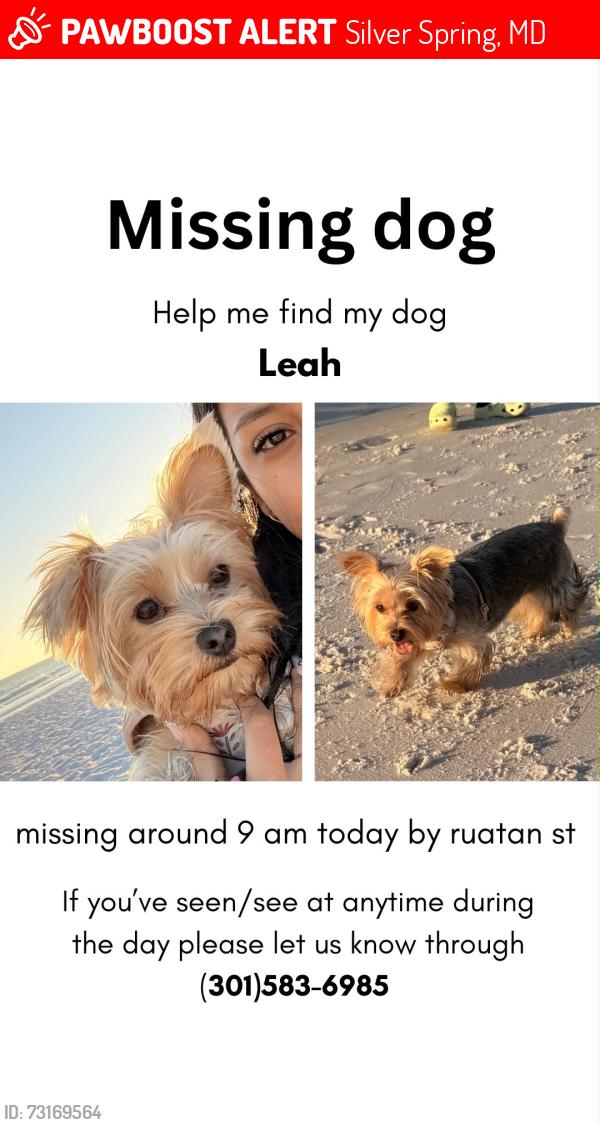 Lost Female Dog last seen Near Ruatan st silver spring md 20903, Silver Spring, MD 20903