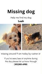 Lost Female Dog last seen Near Ruatan st silver spring md 20903, Silver Spring, MD 20903