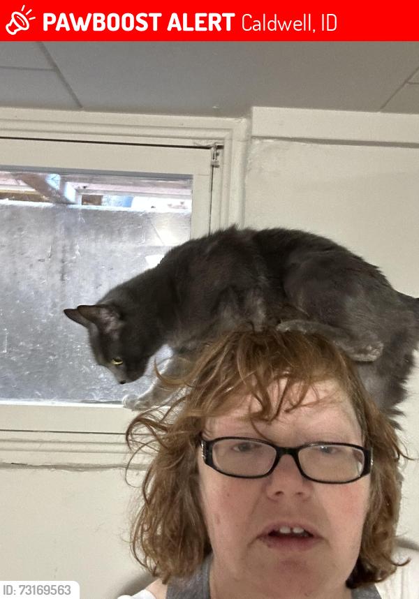 Lost Female Cat last seen Idaho ave Caldwell, Idaho, Caldwell, ID 83605