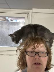 Lost Female Cat last seen Idaho ave Caldwell, Idaho, Caldwell, ID 83605