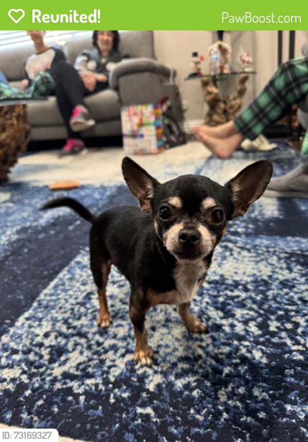 Reunited Male Dog last seen Near Merwin St, Los Angeles, CA 90026, USA, Los Angeles, CA 90026