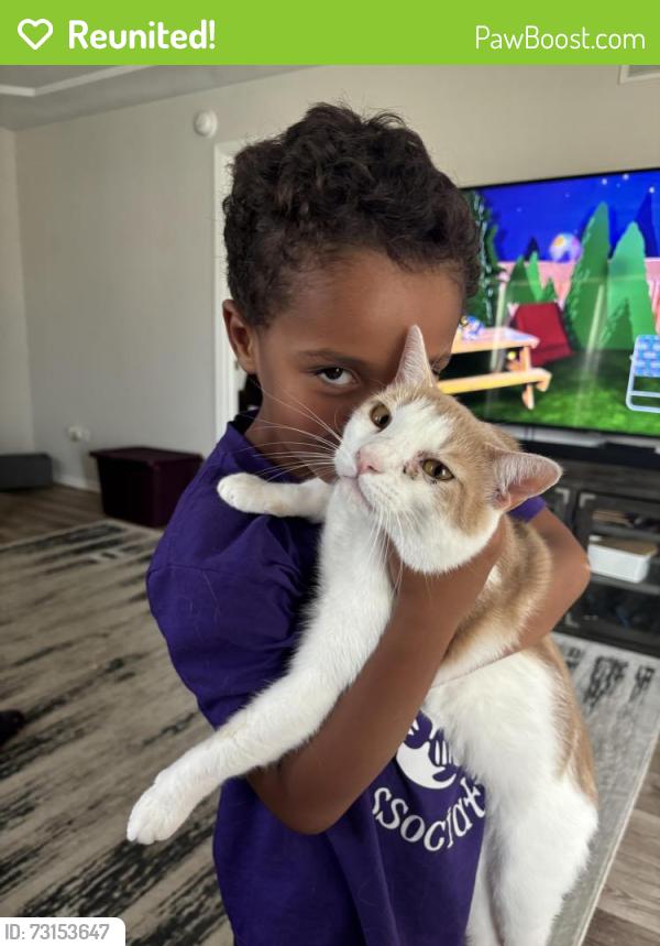 Reunited Male Cat last seen Near Harper turn, Manteno, IL 60950