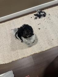 Found/Stray Female Dog last seen Bluebird song lane, Katy, TX 77493