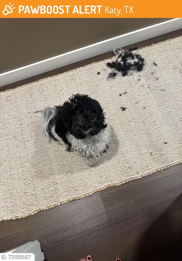 Found/Stray Female Dog last seen Bluebird song lane, Katy, TX 77493