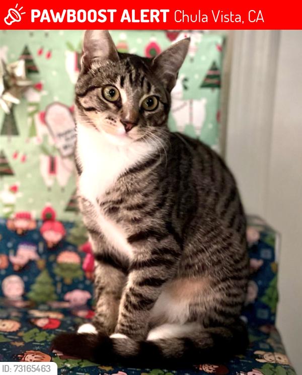 Lost Female Cat last seen Lone Valley Road, Santa Paula, Lassen Peak Place, Chula Vista, CA 91913