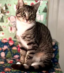 Lost Female Cat last seen Lone Valley Road, Santa Paula, Lassen Peak Place, Chula Vista, CA 91913