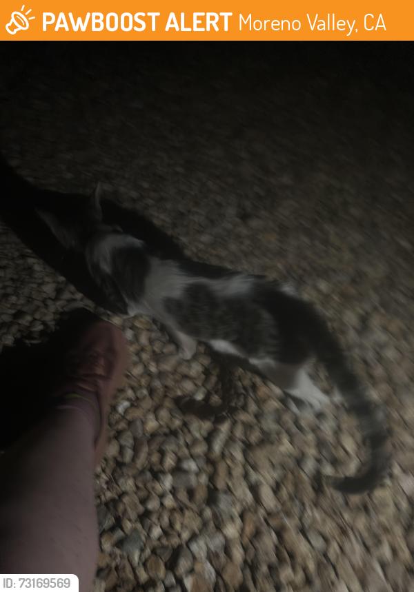 Found/Stray Unknown Cat last seen Parkland and Cold Springs, Moreno Valley, CA 92557