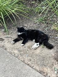 Lost Male Cat last seen Pleasant Grove, Roseville, CA 95747