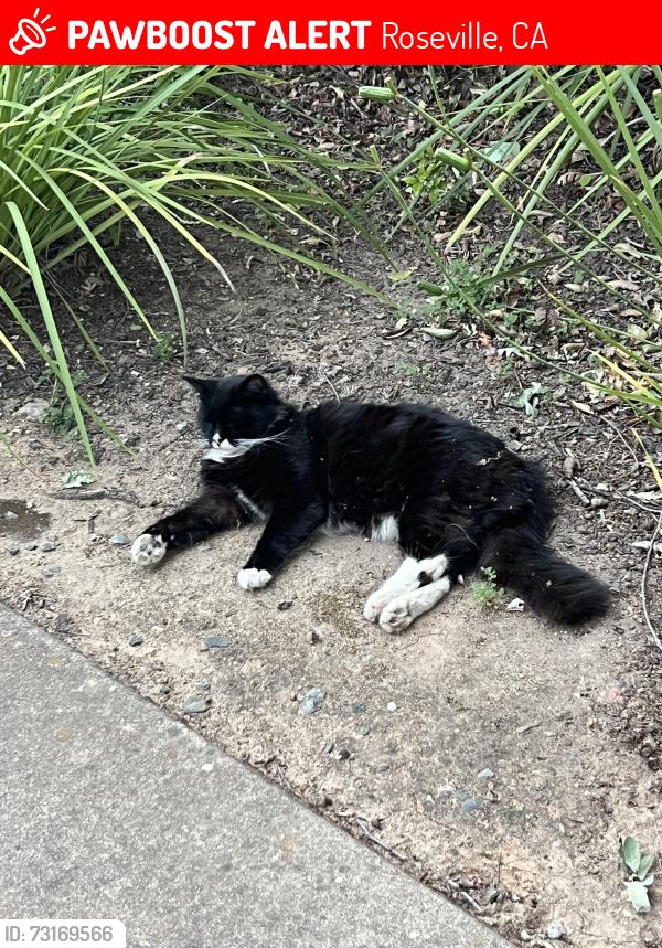 Lost Male Cat last seen Pleasant Grove, Roseville, CA 95747