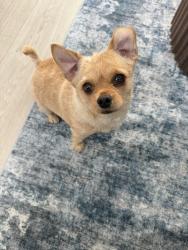 Reunited Female Dog last seen Sage Hills Elementary School, Saratoga Springs, UT 84045
