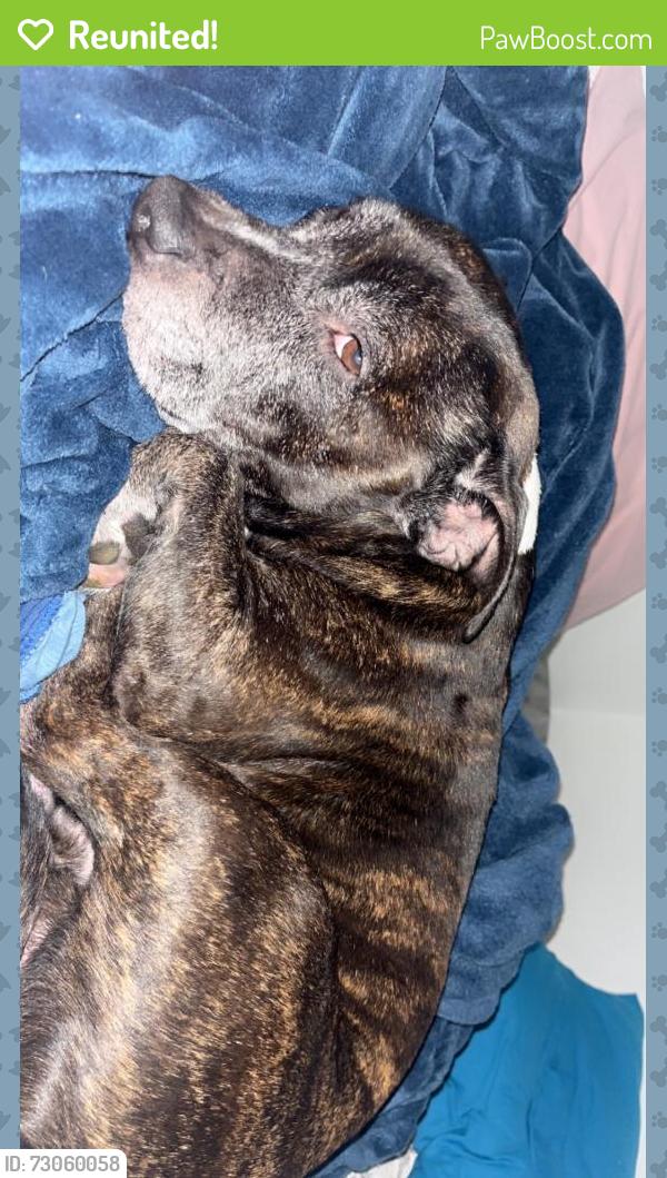 Reunited Male Dog last seen Tarneit road Werribee, Werribee, VIC 3030