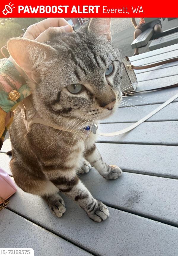 Lost Male Cat last seen Tjmax, Everett, WA 98208
