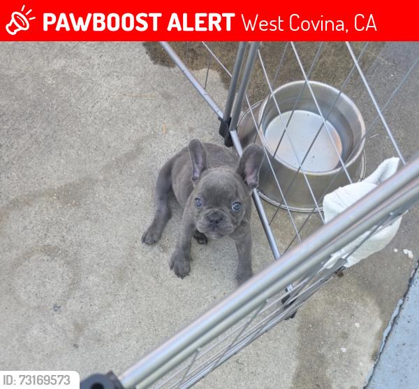 Lost Male Dog last seen Walnutcreek and Citrus, West Covina, CA 91791