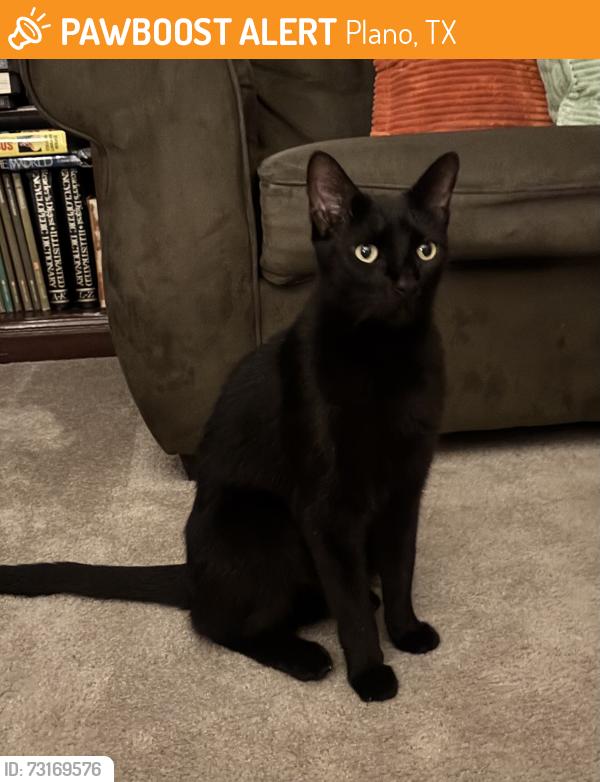 Found/Stray Unknown Cat last seen Valdez Ct, Plano, TX 75074