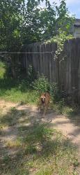 Lost Male Dog last seen Willow Wood Lane, Houston, TX 77086