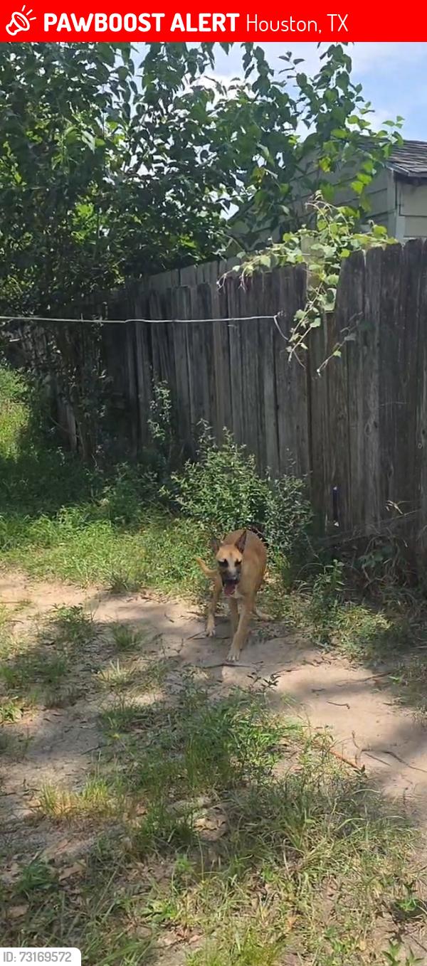 Lost Male Dog last seen Willow Wood Lane, Houston, TX 77086