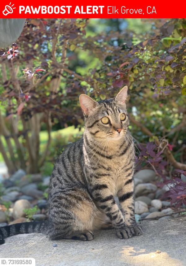 Lost Female Cat last seen Near adur rd, Coventry, Elk Grove, CA 95624